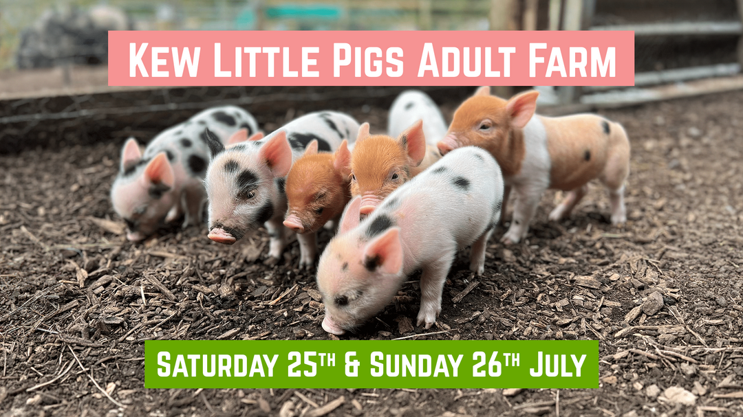Kew Little Pigs Adult Farm: 25th - 26th July